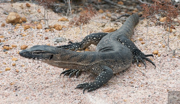 AustraliaPerth 10  025